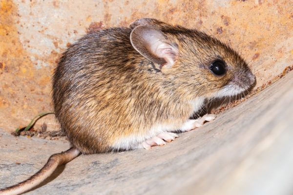 How Do You Know If You Have A Rat or A Mouse? | Rodent Control