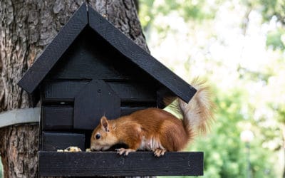 Wildlife Control: Animals to Look Out For This Fall