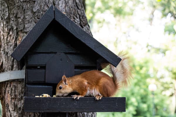 Fall Wildlife Control