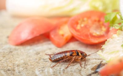 What Kind of Cockroach is That?