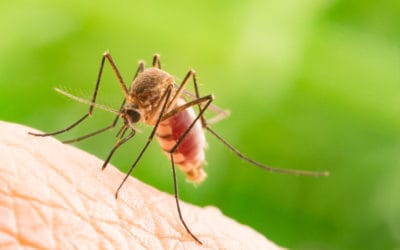 Mosquitoes Active Through Fall