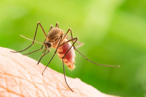 Mosquitoes Active Through Fall