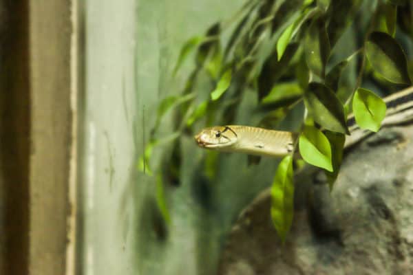 Hot weather is waking B.C. snakes from their slumber. Here's how to  identify them