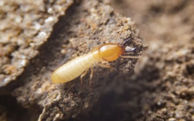 Are Termites Active In Fall and Winter?