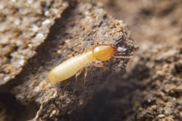 Termite Control