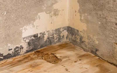 Things That Go Bump in Your Crawlspace