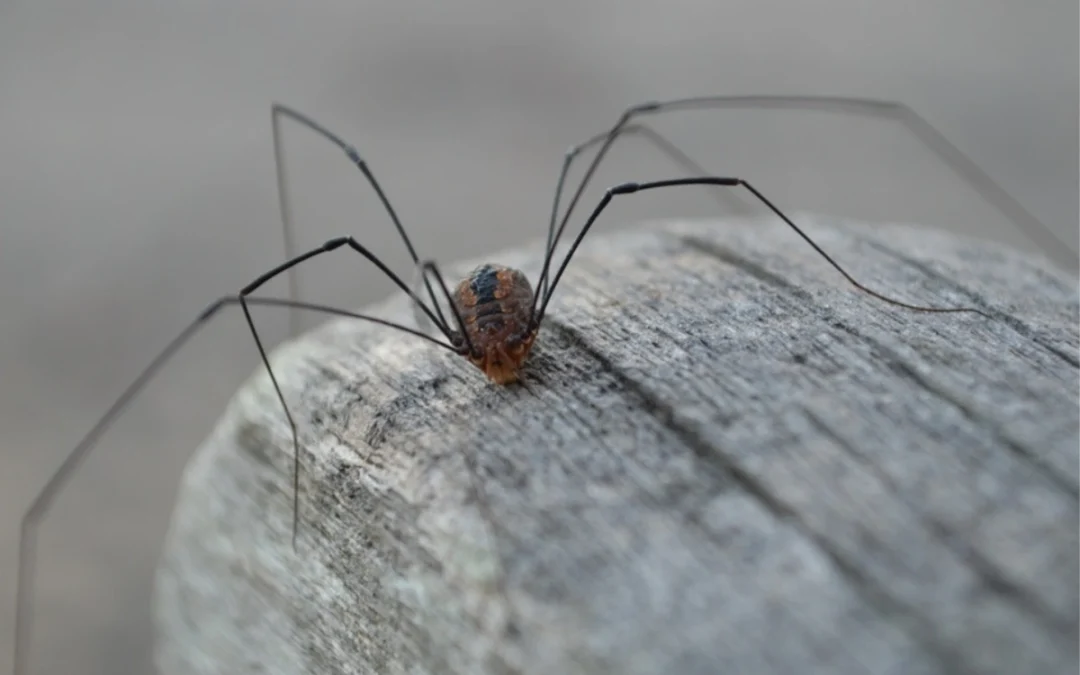 Granddaddy Long Legs — Myths vs Facts About These Elusive Pests