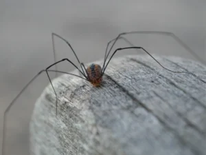 Granddaddy long legs — myths vs facts about these elusive pests, a Northwest Exterminating guide.