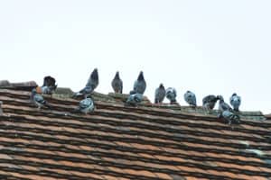 Bird nest removal