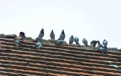 Is That Bird’s Nest Dangerous?