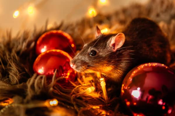 Deck the Halls Without Pests