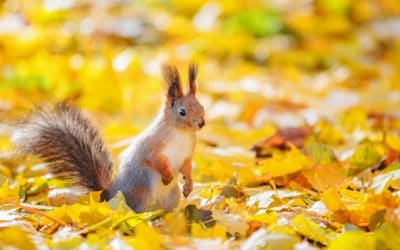 Late Fall Pests