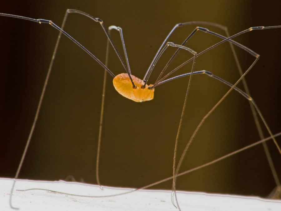 The Myth of the Grandaddy Long Legs