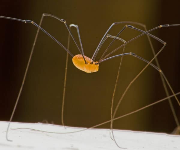 Daddy-long-legs with babies : r/spiders