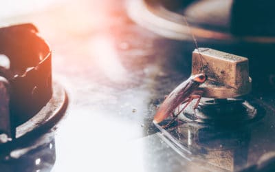 Cold Weather Sends Roaches Indoors: 5 Tips to Prevent Them This Winter