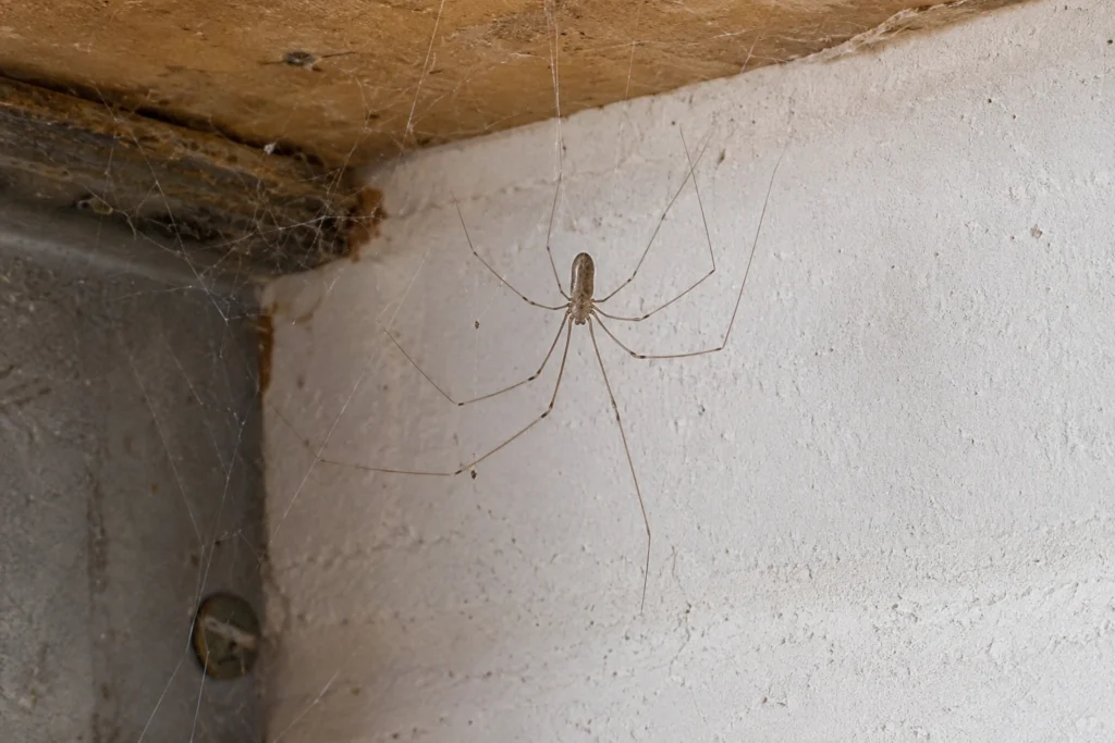 A granddaddy long legs spider in a corner web, the most common version seen in Southeast homes.