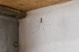 A granddaddy long legs spider in a corner web, the most common version seen in Southeast homes.