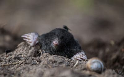 How to Deal With Moles This Winter