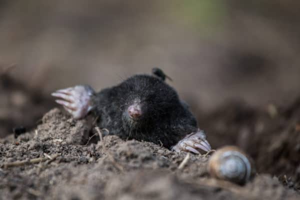 How to Deal With Moles This Winter