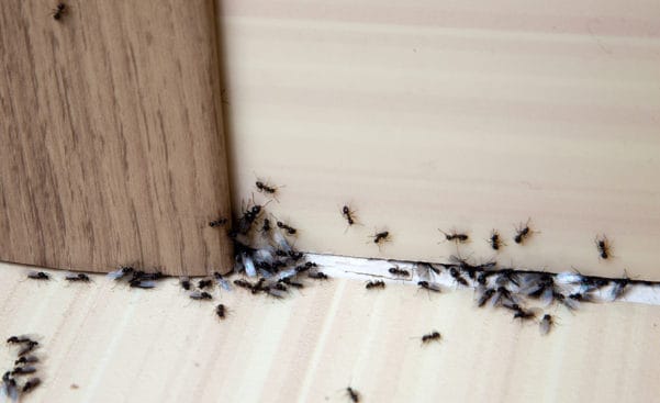 Ants in Kitchen