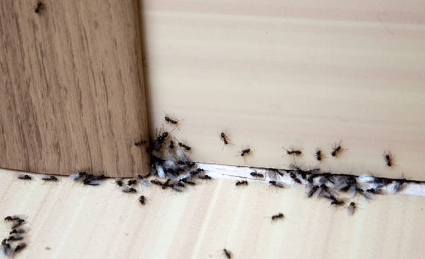 Finding the Best Pest Control Company