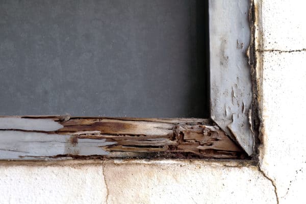 Can Termites Be Prevented or Is It Just Luck?