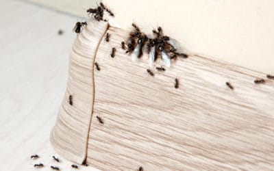 Where Did These Ants Come From?