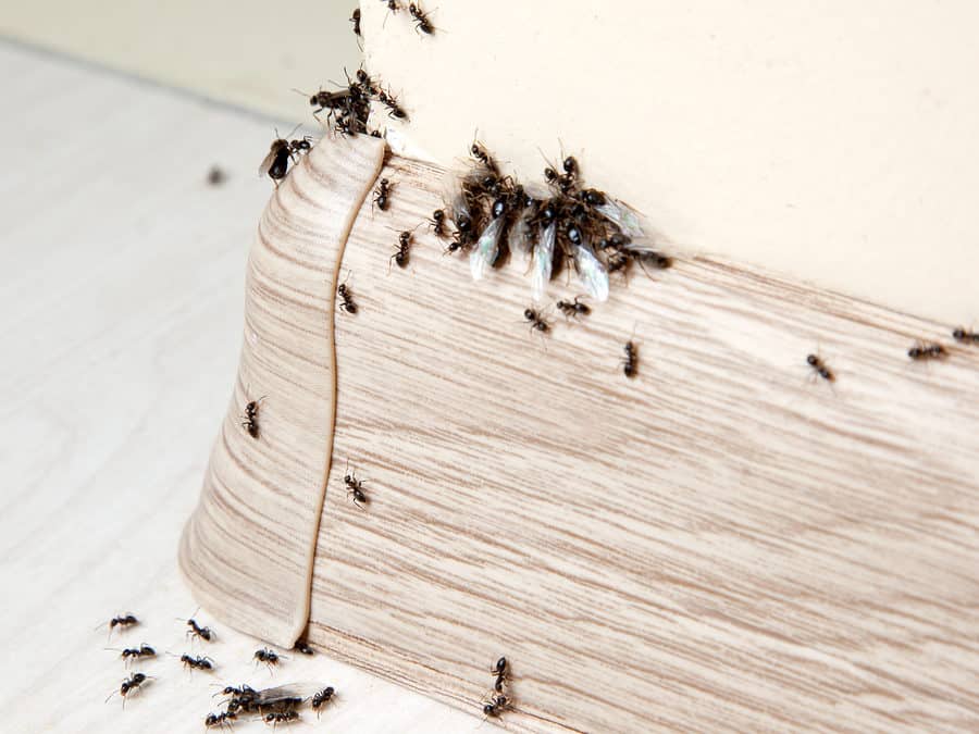 Where Did These Ants Come From?