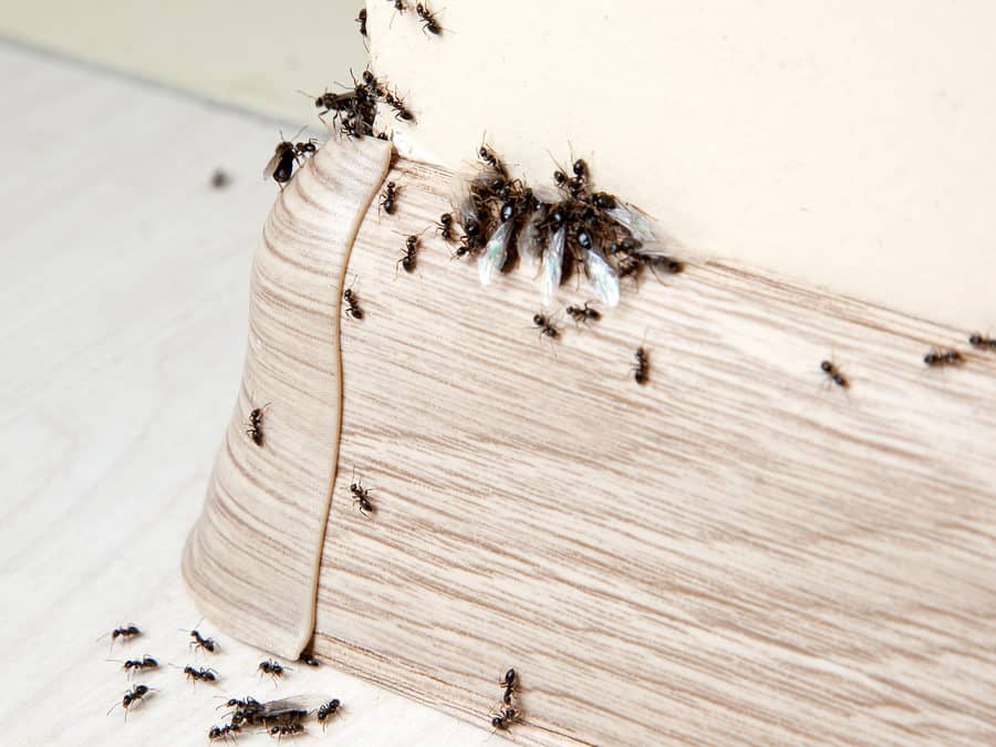 Ant Control