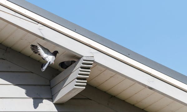5 Home Remes To Keep Birds Away, How To Keep Birds Away From Patio