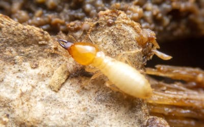 New Year, New Termite Protection