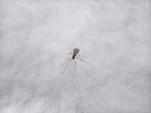 Mosquito Control