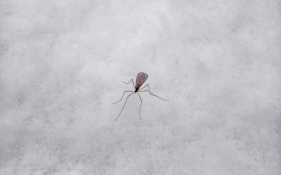 Is Mosquito Control Needed in Winter?
