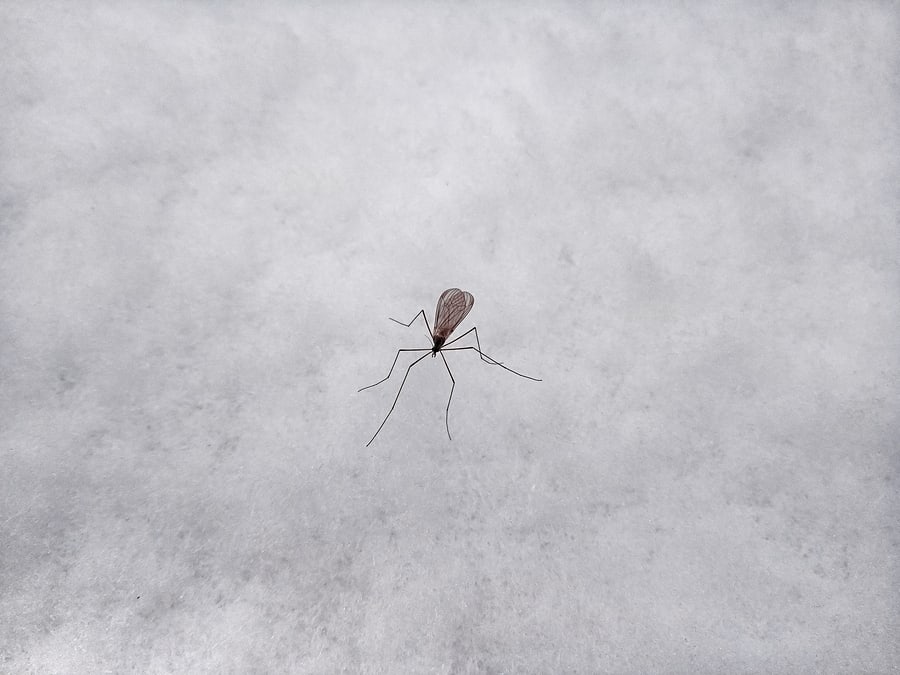 Is Mosquito Control Needed in Winter?