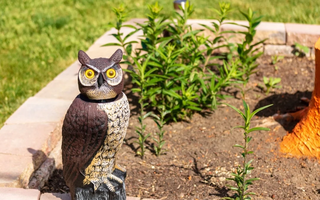 How to Get Rid of Birds Around Your Home