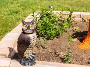 How to get rid of birds around your home — a Northwest Exterminating guide for Southeast homeowners.