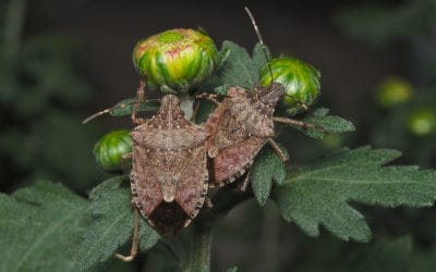 Where Are These Stinkbugs Coming From?