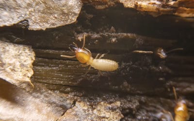 Is Orange Oil Effective As A Treatment For Termites?