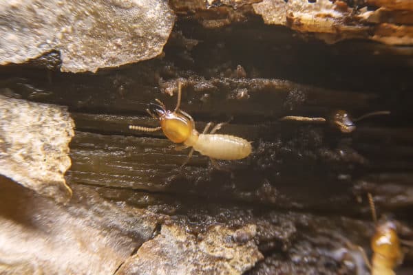 How to Apply Orange Oil for Termites  