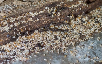 What You Should Know About Termites This Spring