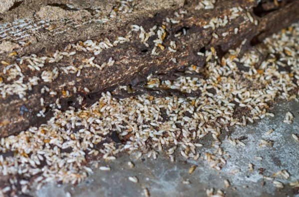 Termite swarming season