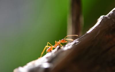Imported Red Fire Ants