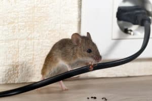 Mouse vs Rat