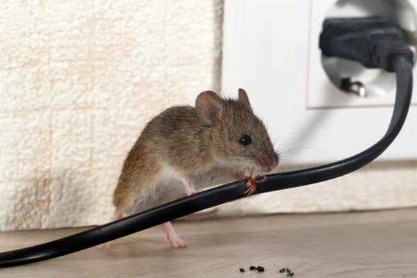 Mouse vs Rat: Can You Spot The Difference?