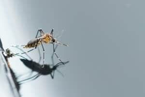 prevent mosquitoes inside your home