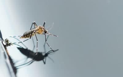 Why Are Mosquitoes Inside My Home?