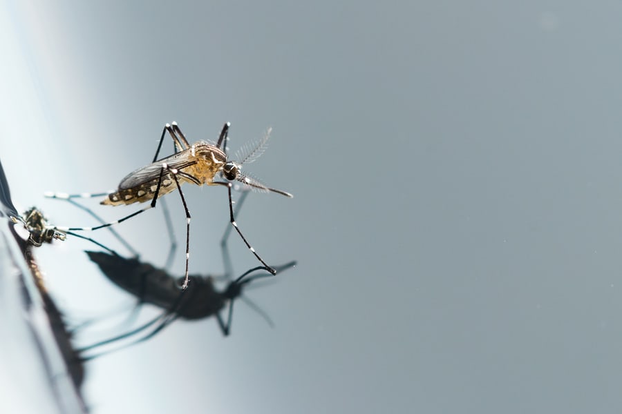 Why Are Mosquitoes Inside My Home?