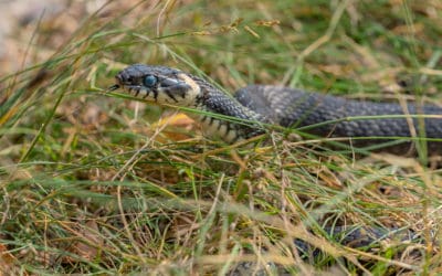 4 Ways To Keep Snakes Out of Your Yard