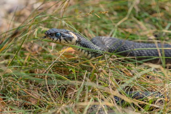 4 Ways To Keep Snakes Out of Your Yard