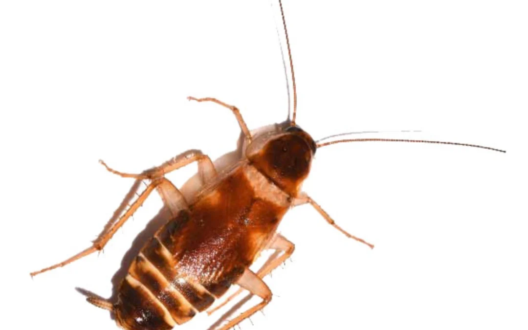 Brown Banded Cockroach — Identification, Removal & Prevention